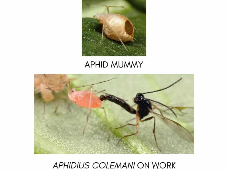 Beneficial Insects For Indoor Gardening