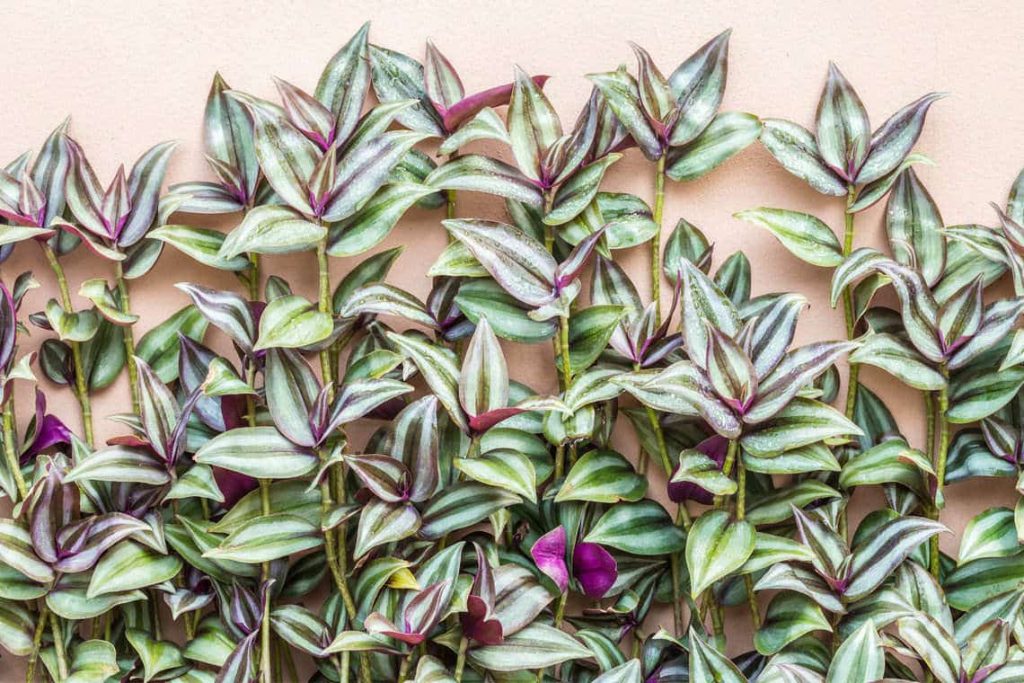 Wandering Jew Plant - How To Easily Grow It Indoors