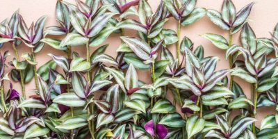Wandering Jew Plant - How To Easily Grow It Indoors