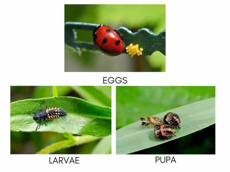 Beneficial Insects For Indoor Gardening
