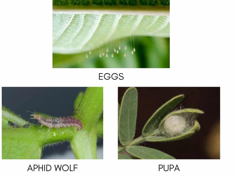 Beneficial Insects For Indoor Gardening