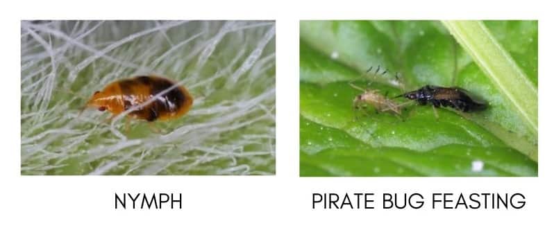 Beneficial Insects For Indoor Gardening