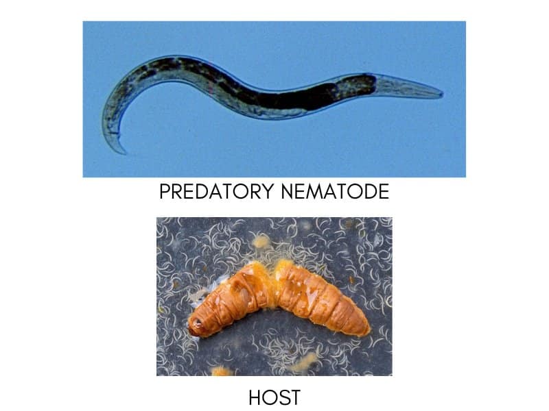 Beneficial Insects For Indoor Gardening