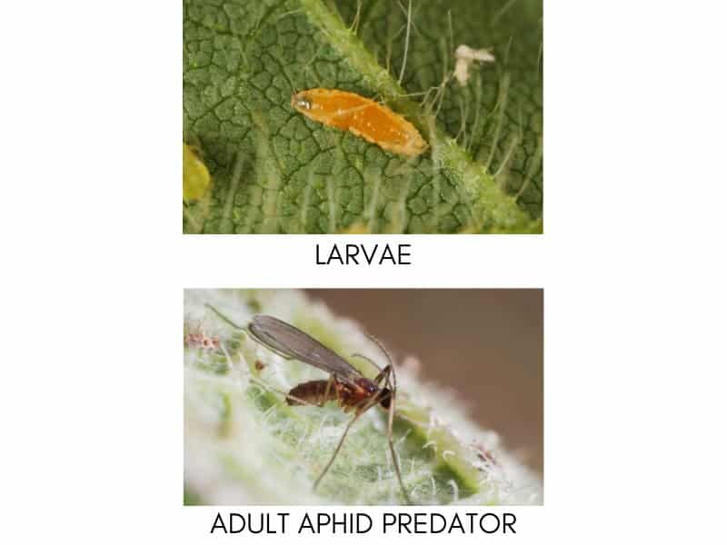 Beneficial Insects For Indoor Gardening