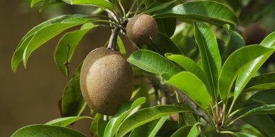 How To Grow Kiwi Indoors