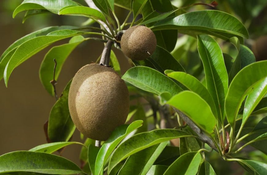 How To Grow Kiwi Indoors – The Ultimate Guide