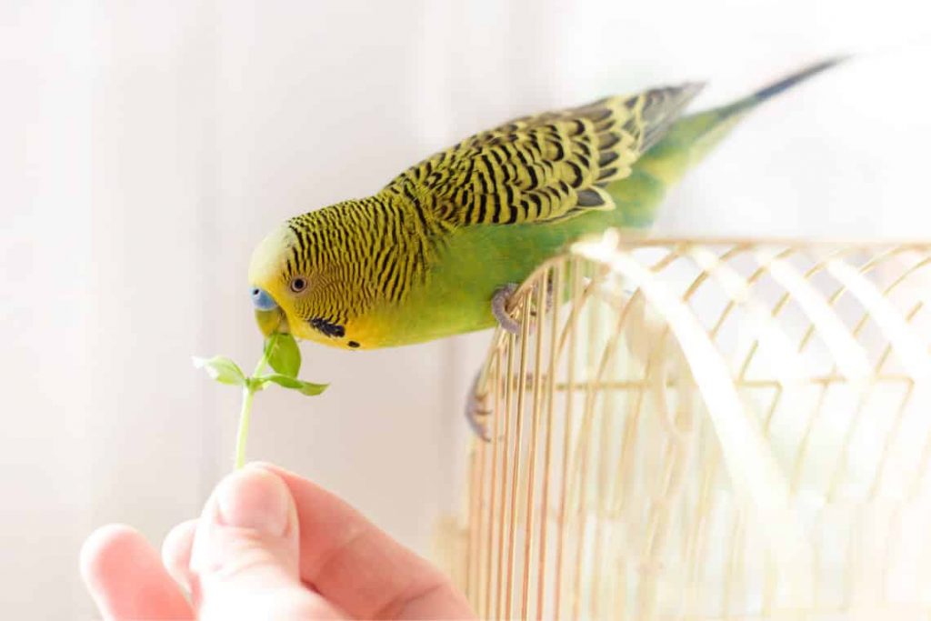 Houseplants Safe For Birds - The Ultimate List