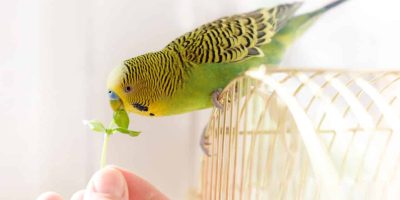 Houseplants Safe For Birds - The Ultimate List