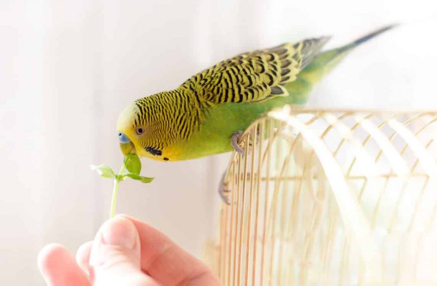 Houseplants Safe For Birds – The Ultimate List