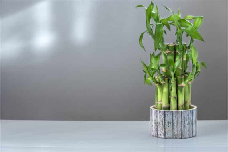 The List Of Houseplants Safe For Birds