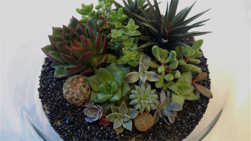 The List Of Houseplants Safe For Birds