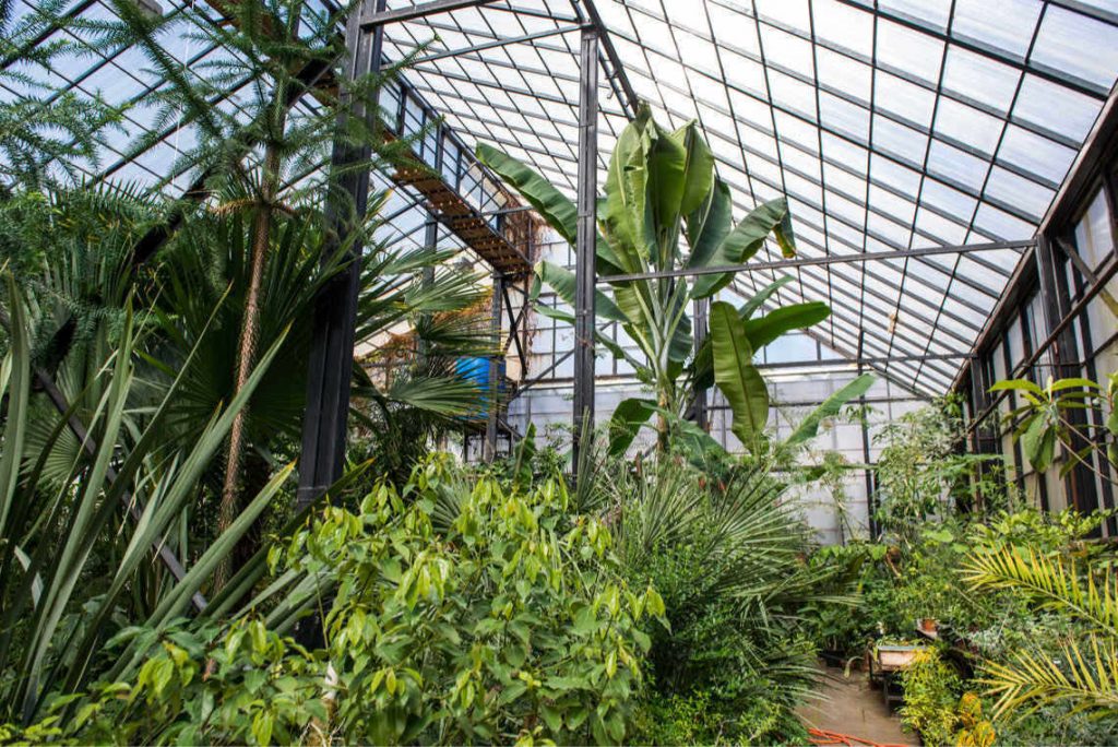 What Are Beneficial Insects For Indoor Gardening