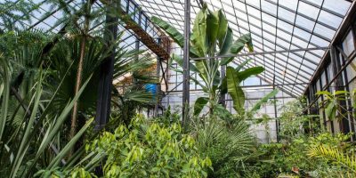 What Are Beneficial Insects For Indoor Gardening