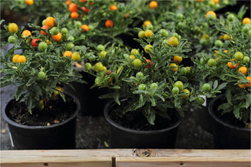 Planting Cherry Tomatoes Indoors