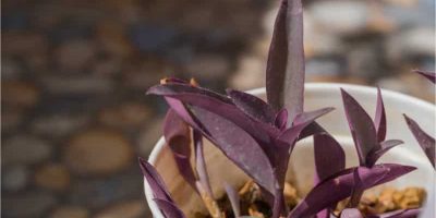 How Do I Grow a Wandering Jew Plant