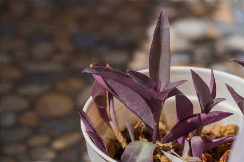 Tradescantia Types