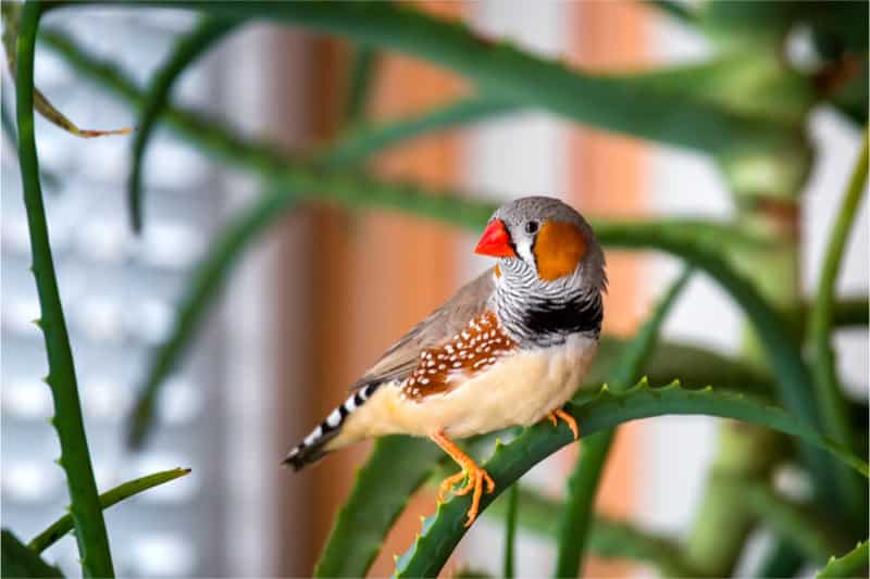 Houseplants Safe For Birds