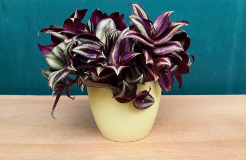 Types Of Wandering Jew Plant