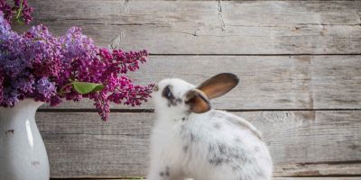 Houseplants Safe For Rabbits
