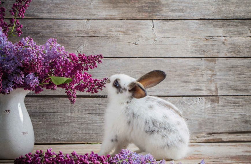 Houseplants Safe For Rabbits- The Ultimate List