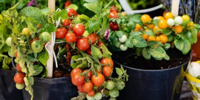 How to Grow Cherry Tomatoes Indoors