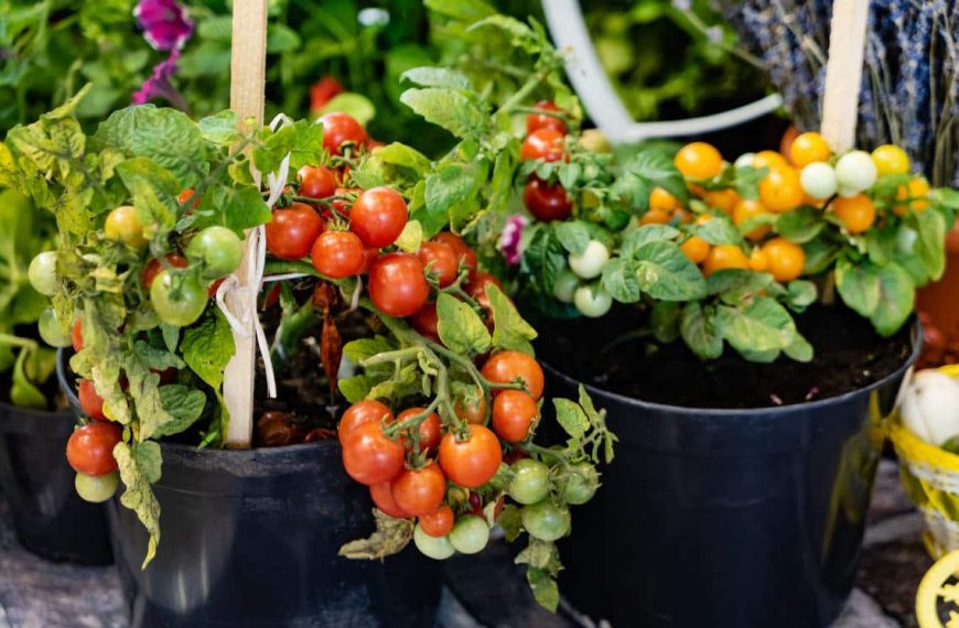 Grow Cherry Tomatoes Indoors – An Easy Guide for Gardening Enthusiasts
