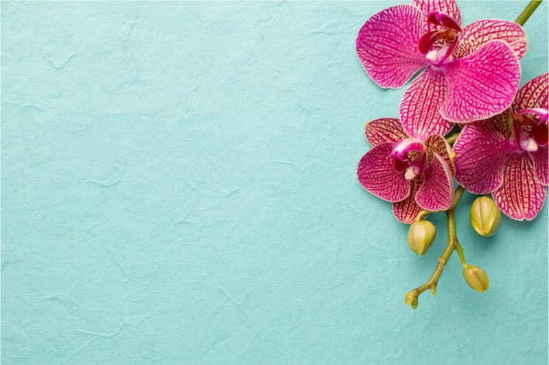 Rabbit Safe Houseplants