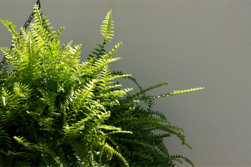Indoor Plants That Improve Air Quality