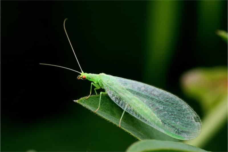 Beneficial Insects For Indoor Gardening