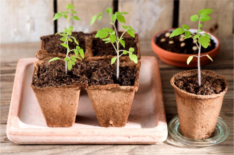 Planting Cherry Tomatoes Indoors