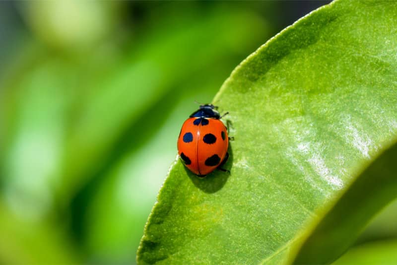 Beneficial Insects For Indoor Gardening