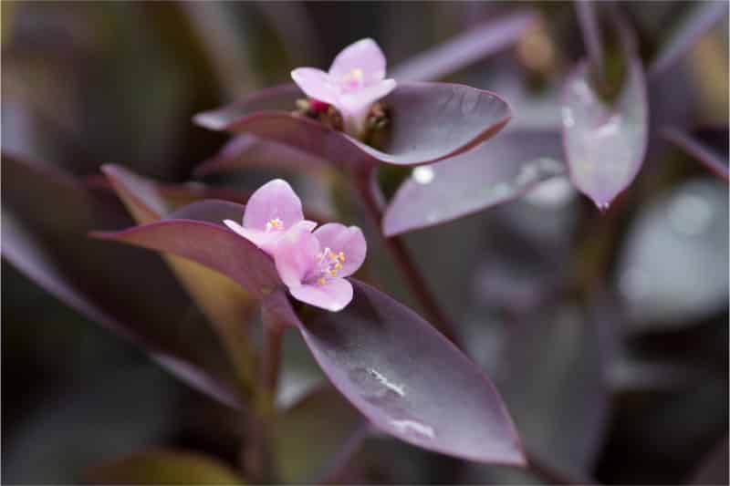 Types Of Wandering Jew Plant