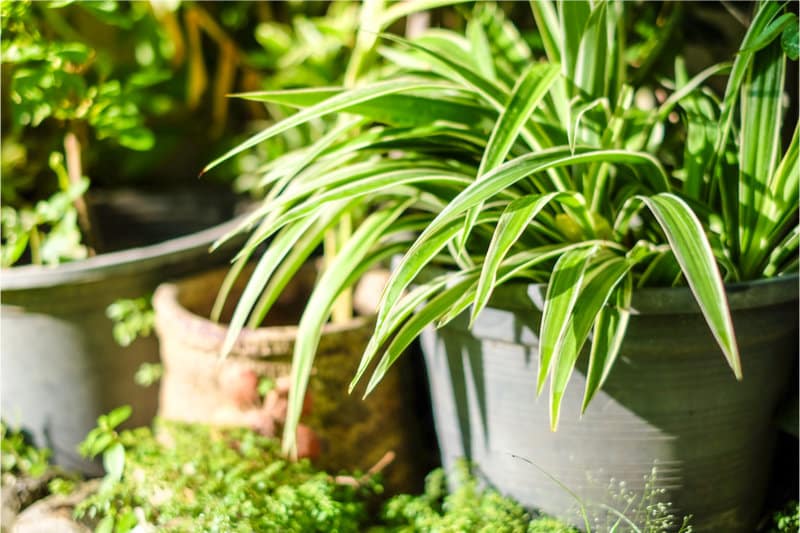 The List Of Houseplants Safe For Birds