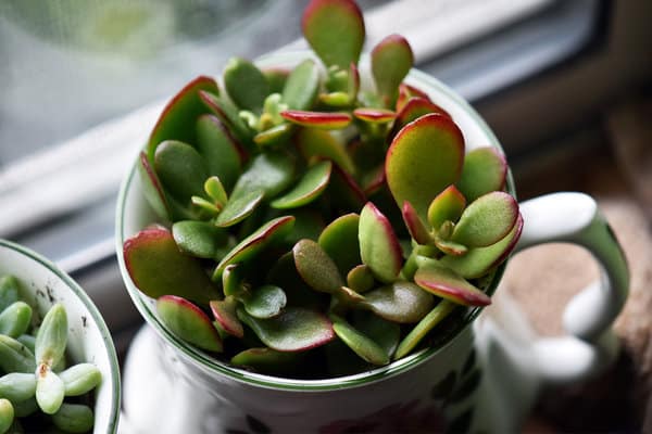 Jade Plant