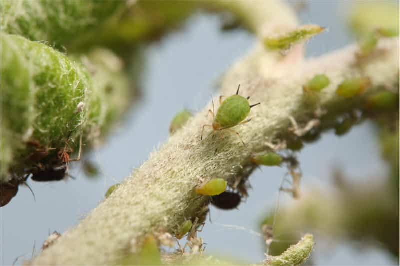 Recognize Aphids On Indoor Plants