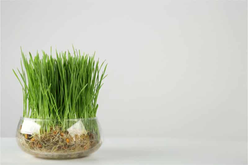 Rabbit Safe Houseplants