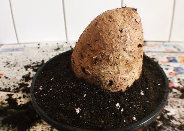 How To Grow Sweet Potatoes?