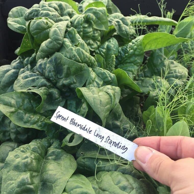 Requirements For Planting And Growing Spinach Indoors