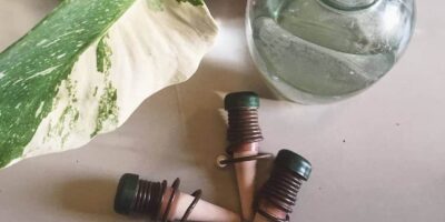 Best Self-Watering Spikes