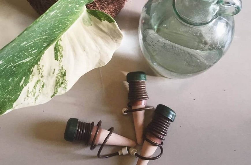 Best Plant Watering Spikes For 2022 – Reviews and Guide