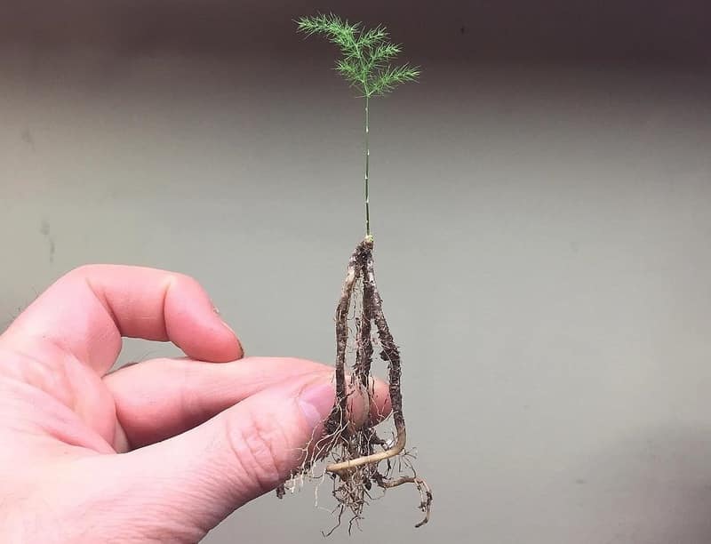 Propagating Asparagus Fern from Division
