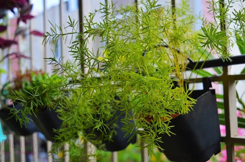 Propagating Asparagus Fern