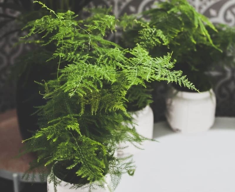 Propagating Asparagus Fern