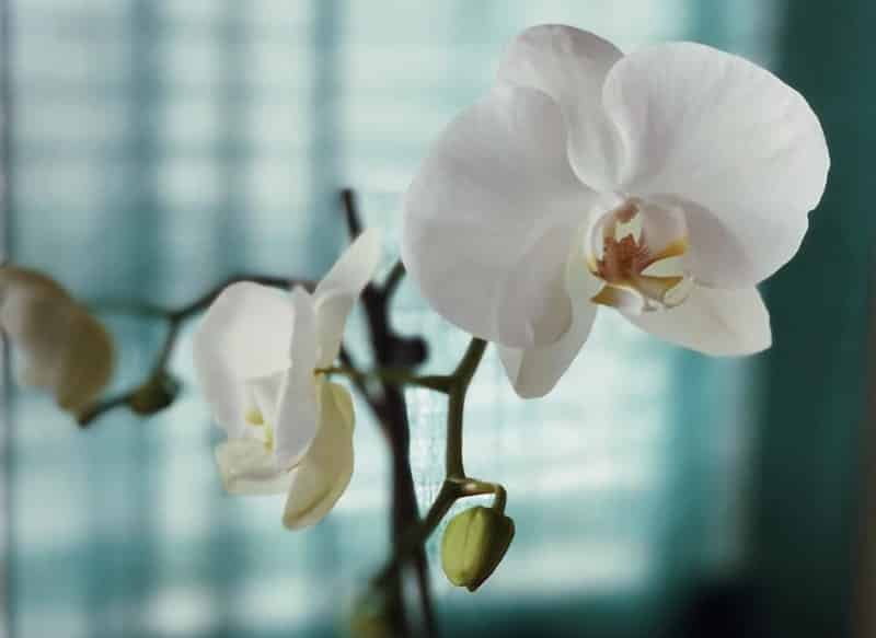 Taking Care Of Orchids
