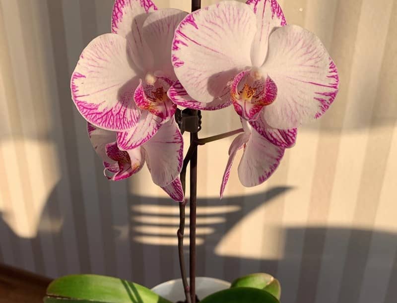 Orchid Lighting