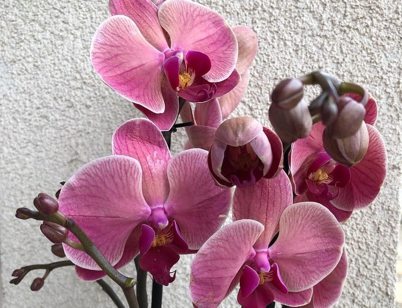 Taking Care Of Orchids