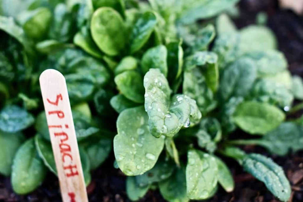 How To Grow Spinach Indoors