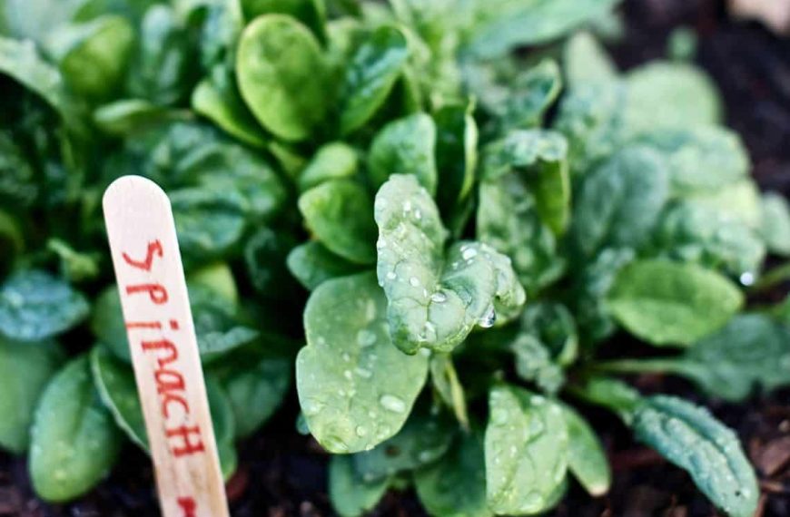 Grow Spinach Indoors – An Easy Guide