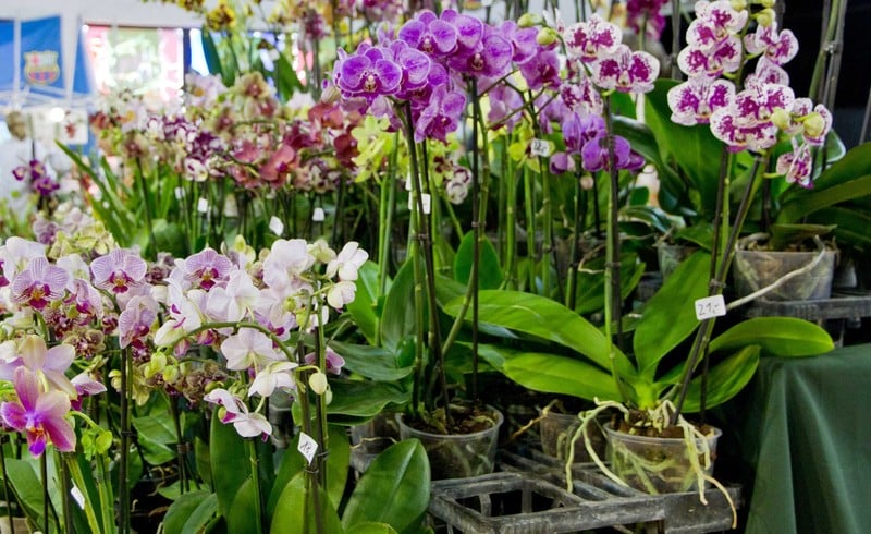 How To Choose The Right Orchid