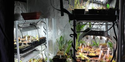 CoolGrows 36"x36"x72" Mylar Hydroponic Grow Tent